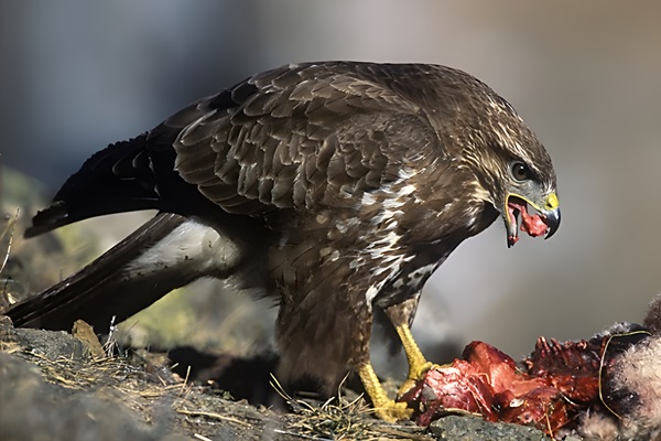 Busardo ratonero (Buteo buteo) alimentándose en su nido