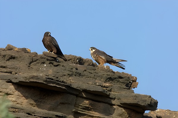 Pareja de Halcones de Eleonora (Falco eleonorae) en pleno vuelo