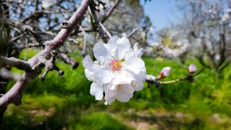 Almendros en flor en Ibiza (Eivissa). Ametllers en flor a Eivissa