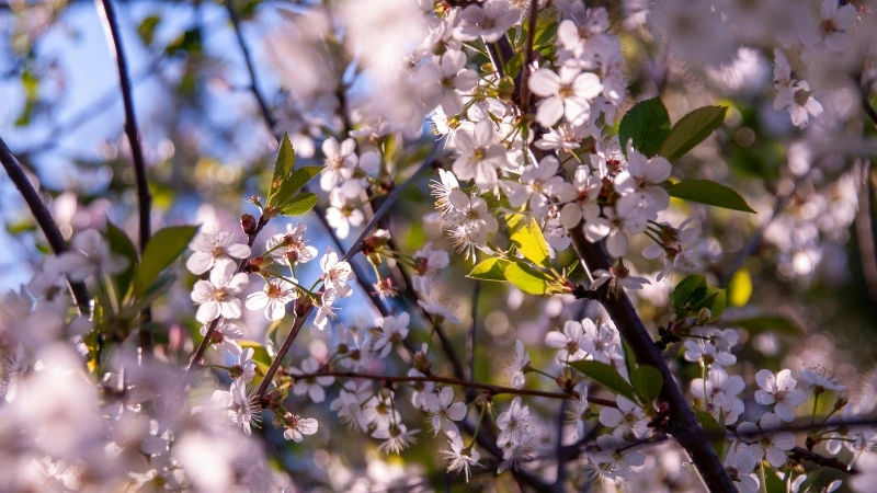 Almendros en flor en Ibiza (Eivissa). Ametllers en flor a Eivissa