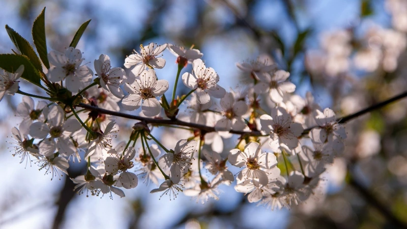 Almendros en flor en Ibiza (Eivissa). Ametllers en flor a Eivissa