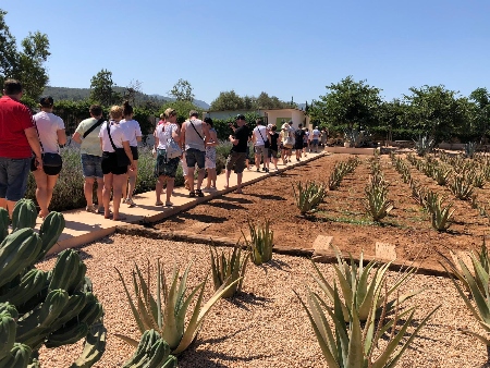 Ibizaloe, Visita a Museo y Plantación