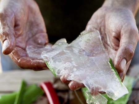 Ibizaloe: Hojas abiertas de Aloe Vera