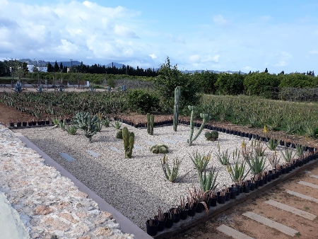 Ibizaloe: detalle de una de las zonas