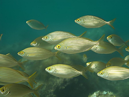 La Salpa o Salema (Sarpa salpa)