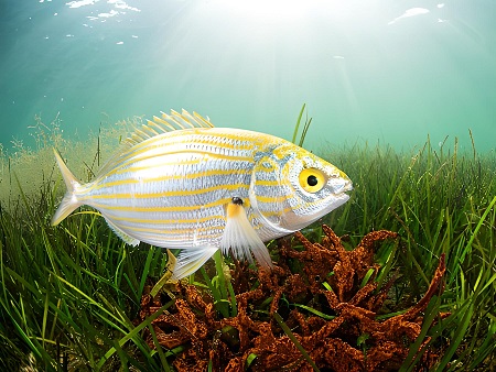 La Salpa o Salema (Sarpa salpa)