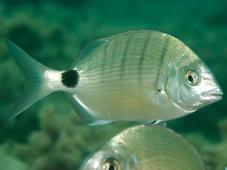 Sargo (Sarg). Diplodus sargus. Peces de Ibiza (Eivissa)