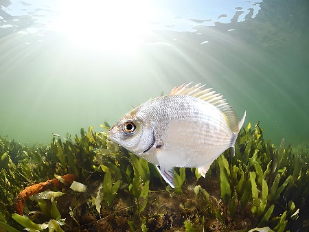 Sargo (Sarg). Diplodus sargus. Peces de Ibiza (Eivissa)