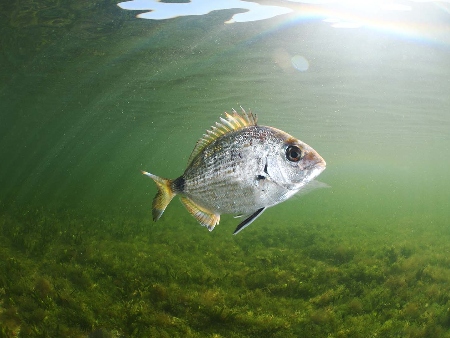 Sargo (Sarg). Diplodus sargus. Peces de Ibiza (Eivissa)
