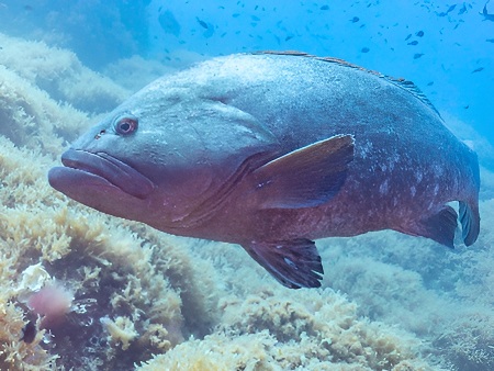 Peces de Ibiza: Mero (Anfós), (Epinephelus guaza o Epinephelus marginatus)