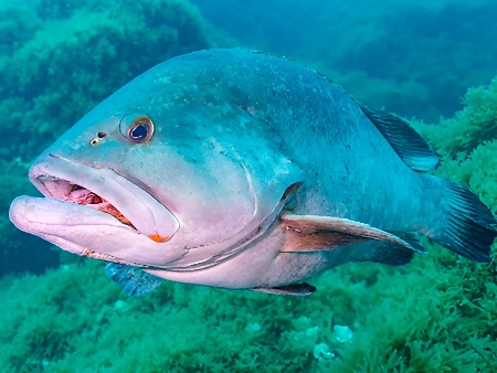 Peces de Ibiza: Mero (Anfós), (Epinephelus guaza o Epinephelus marginatus)