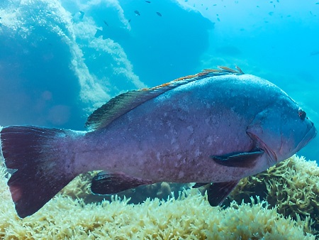 Peces de Ibiza: Mero (Anfós), (Epinephelus guaza o Epinephelus marginatus)
