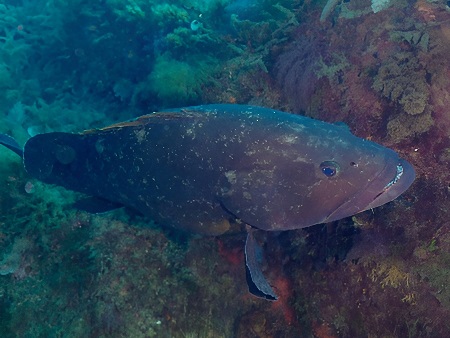 Peces de Ibiza: Mero (Anfós), (Epinephelus guaza o Epinephelus marginatus)