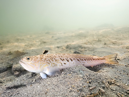 Peces de Ibiza: Araña (Aranya), Pez Escorpión, (Trachinus draco)