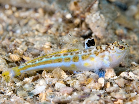 Peces de Ibiza: Araña (Aranya), Pez Escorpión, (Trachinus draco)