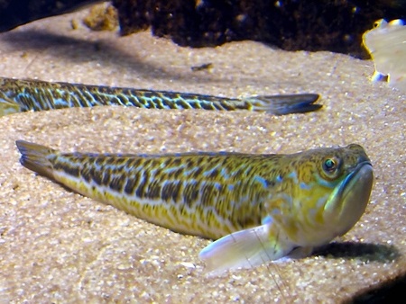 Peces de Ibiza: Araña (Aranya), Pez Escorpión, (Trachinus draco)