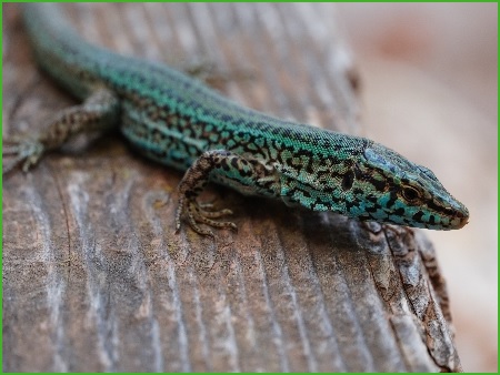 La Lagartija Pitiusa [Podarcis pityusensis]