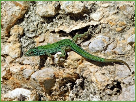 La Lagartija Pitiusa [Podarcis pityusensis]