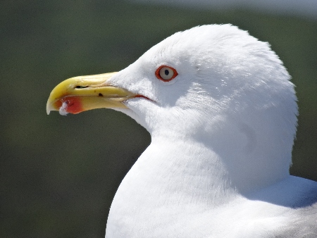 LA GAVIOTA COMÚN (Gavina)
