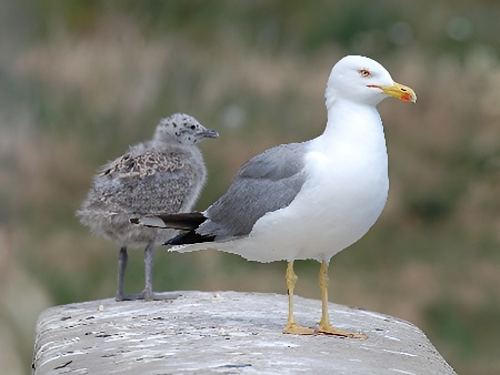 LA GAVIOTA COMÚN (Gavina)
