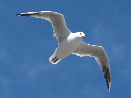 LA GAVIOTA COMÚN (Gavina)