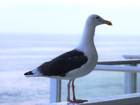 LA GAVIOTA COMÚN (Gavina)