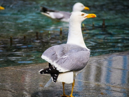 LA GAVIOTA COMÚN (Gavina)
