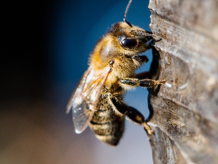 TALLER de APICULTURA en Ca n'ANDREU des TRULL: Imagen de una abeja
