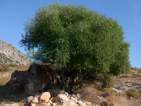 Olivo silvestre o Acebuche. (Ullastre, Olivera borda)