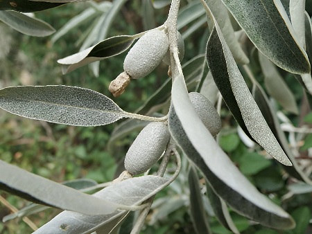 Acebuchina, fruto del Olivo silvestre o Acebuche. (Ullastre, Olivera borda)