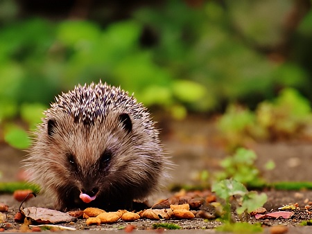 ERIZO COMÚN o EUROPEO (Eriçó, Erinaceus europaeus)