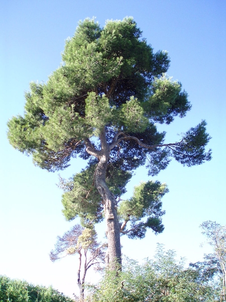La Flora de Ibiza: Pino (Pinus halepensis)