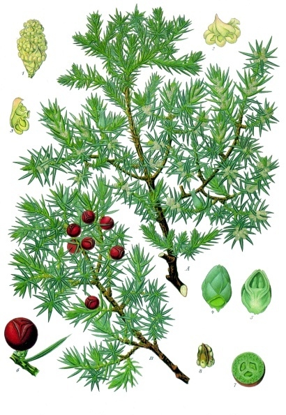 La Flora de Ibiza: Dibujo del juniperus oxycedrus