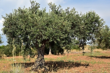La Flora de Ibiza: Ejemplar de olivo