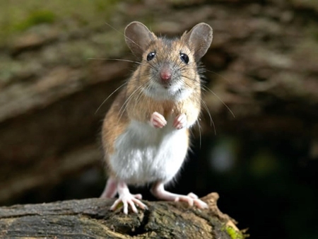 Animales en Ibiza: ratón de campo