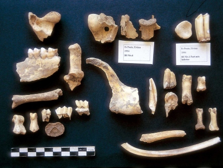 Restos óseos de ovicáprido de la sima de Es Pouàs, datados por 14C entre 4860-4550 aC