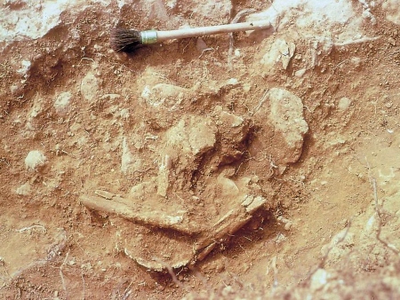 Can Sergent I, detalle de unos restos óseos humanos en el momento de su excavación