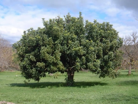 Árbol de algarrovo (Garrover)