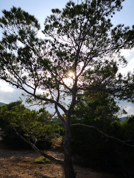 Puesta de sol tras los árboles