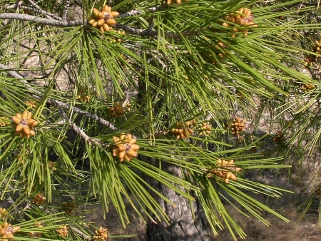 Imagen de floración del pino