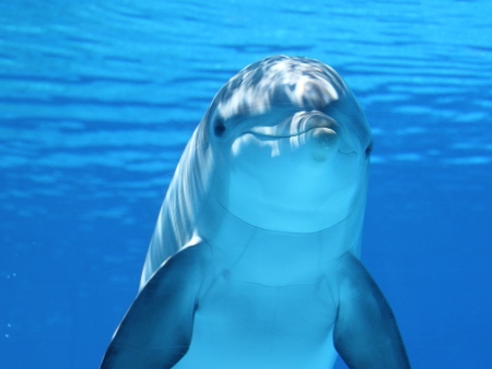 Imagen de un delfín en el mar