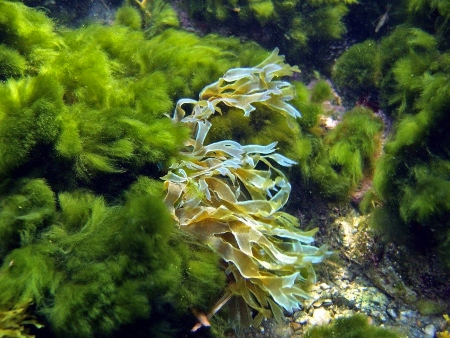 Flora marítima: algas