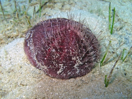 Ejemplar de Spatango en el fondo marino