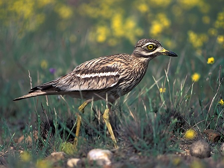 Alcaraván común (Burhinus oedicnemus)