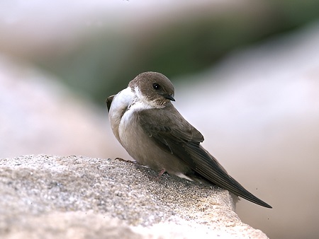 Avión roquero (Cabot de roca o Golondrina de roca) [Ptyonoprogne rupestris]