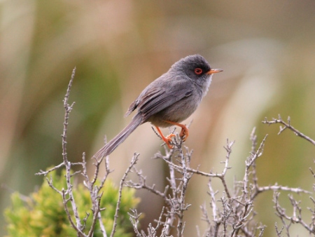 Curruca Balear (Sylvia balearica). Aves de Ibiza