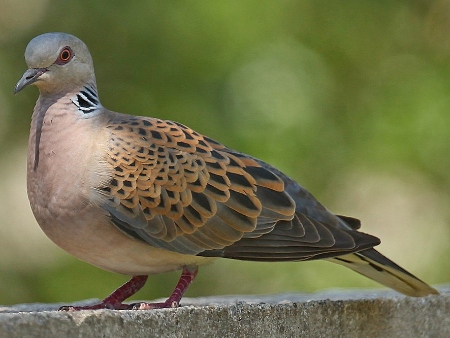 Tórtola Europea (Streptopelia turtur)