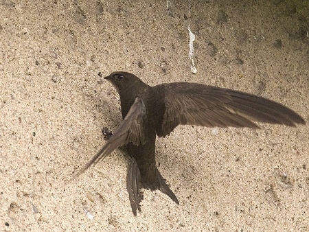 Vencejo Común (Apus apus). Aves de Ibiza