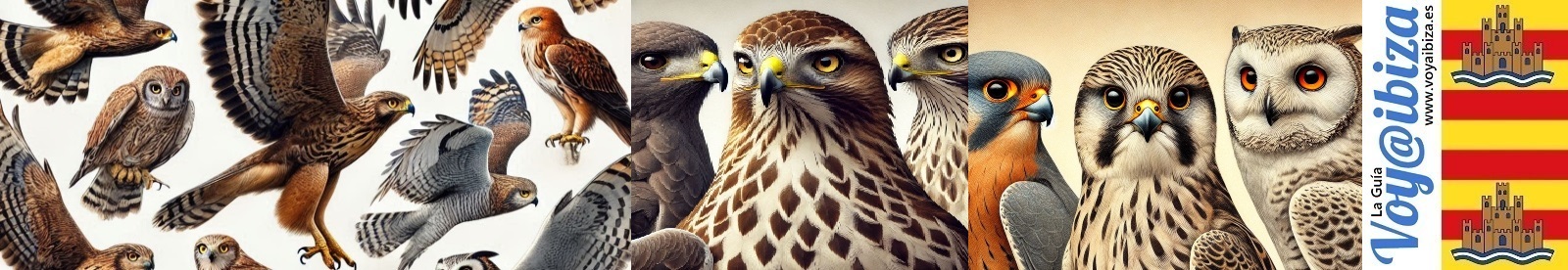 Aves Rapaces en Ibiza