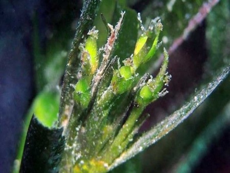 Posidonia Oceánica: Detalle de la planta